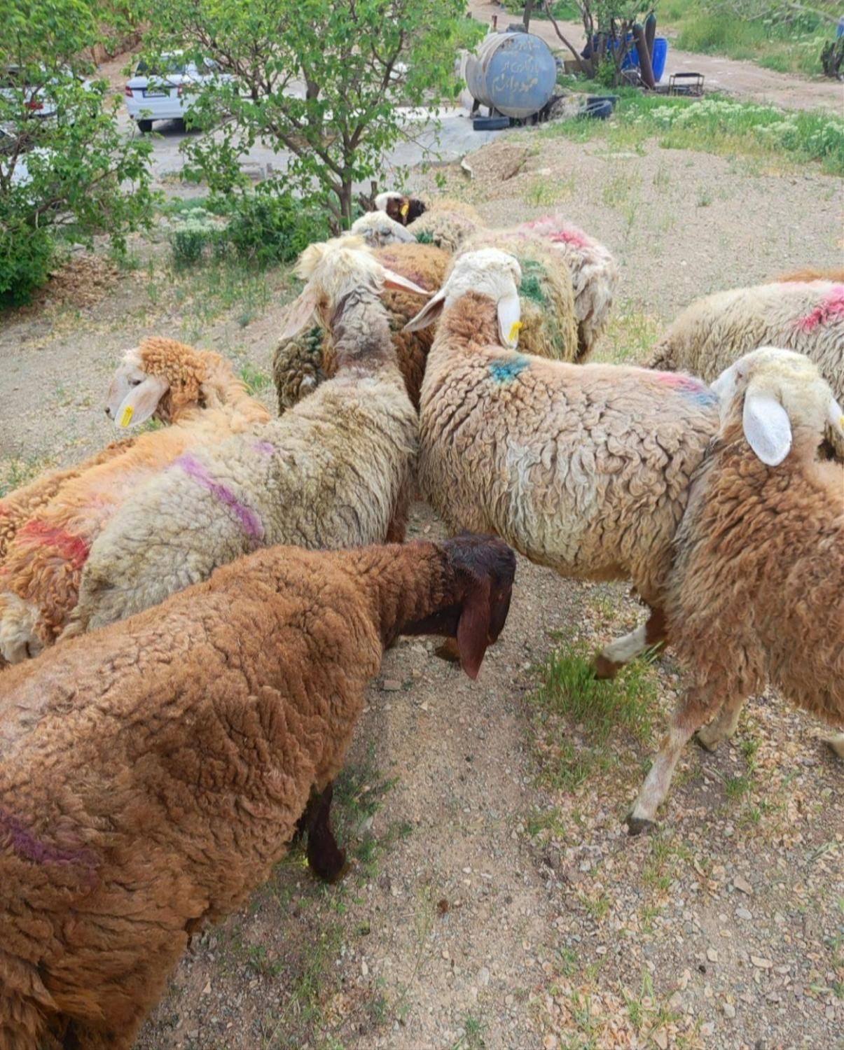 دام زنده در البرز ارسال با قصاب دهقان|حیوانات مزرعه|کرج, عظیمیه|دیوار