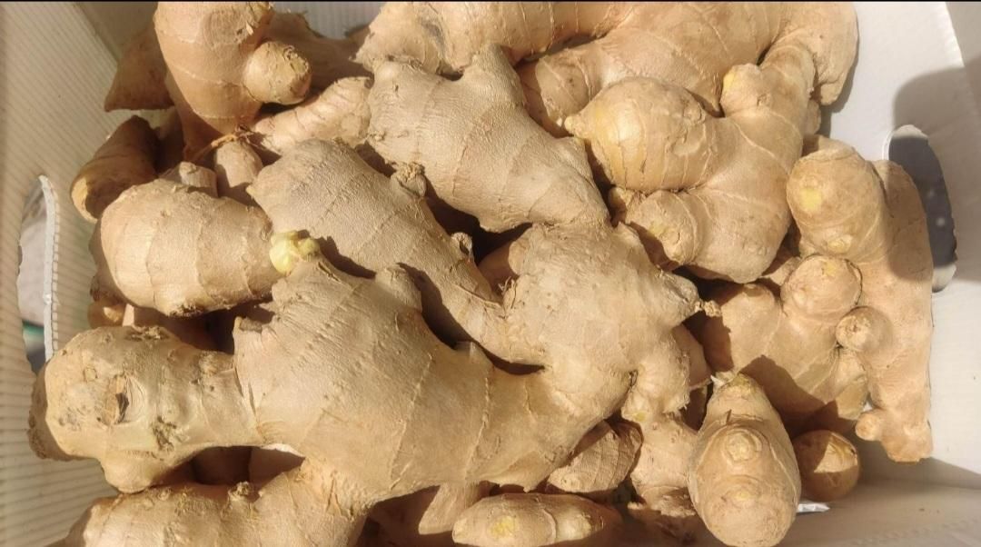 زنجبیل تازه و باکیفیت برای آبگیری|خوردنی و آشامیدنی|اصفهان, میرعماد|دیوار