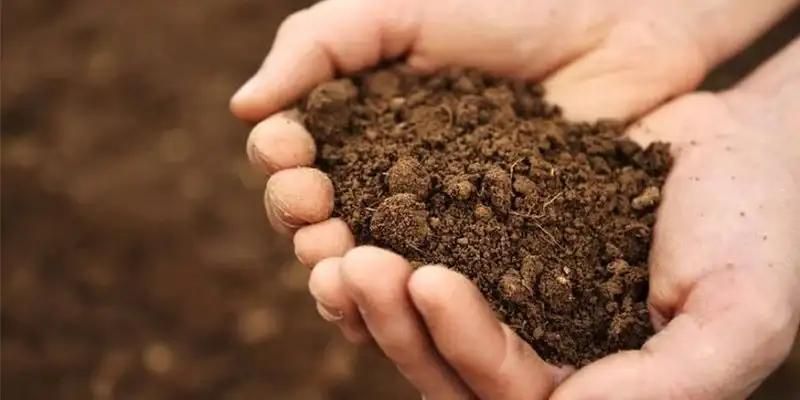 خاک باغچه ،عالی|خدمات باغبانی و درختکاری|قزوین, |دیوار