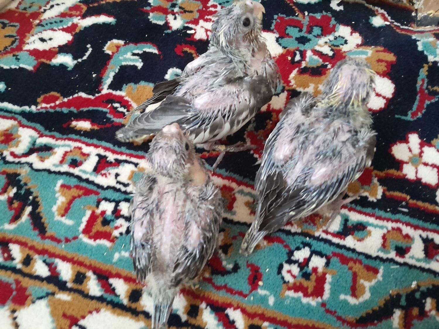 جوجه عروس هلندی سرلاکی دونه ای ۵۵۰ تومان|پرنده|بافق, |دیوار