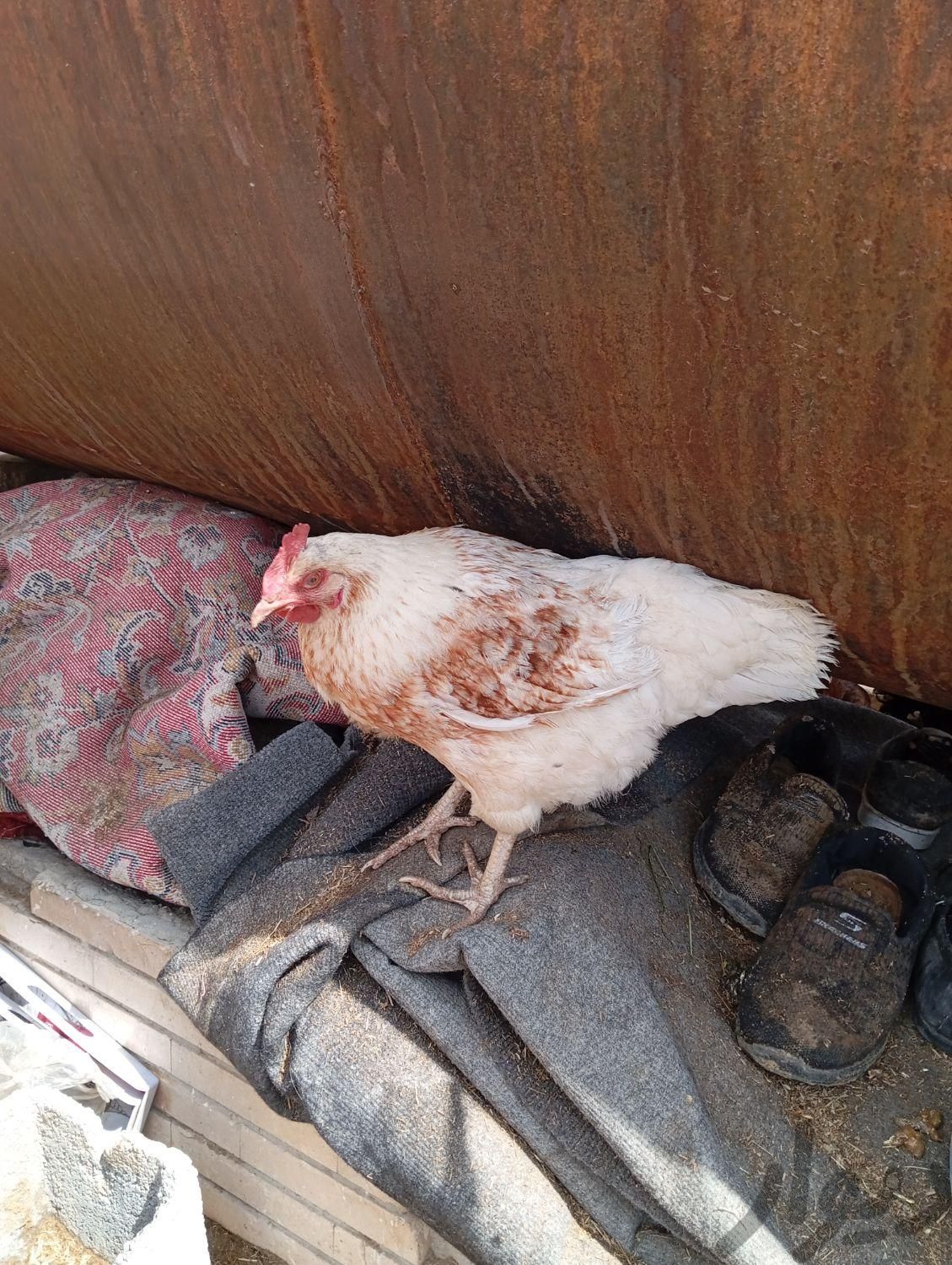مرغ تخمگذار|حیوانات مزرعه|اصفهان, زینبیه|دیوار