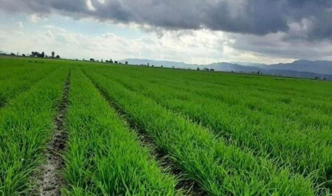 زمین کشاورزی با مساحت ۲۵۰۰ مترمربع با سند قطعی|فروش دفتر صنعتی، کشاورزی، تجاری|تاکستان, |دیوار