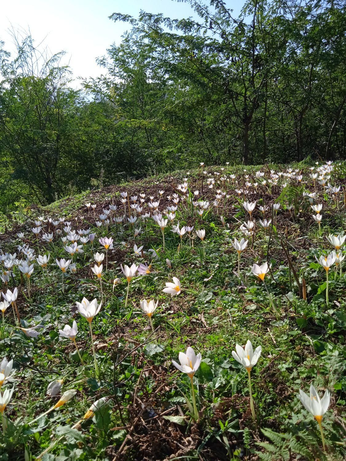 سوئیت سنتی تمیز جاده ییلاق اولسبلنگاه|اجارهٔ کوتاهمدت آپارتمان و سوئیت|ماسال, |دیوار