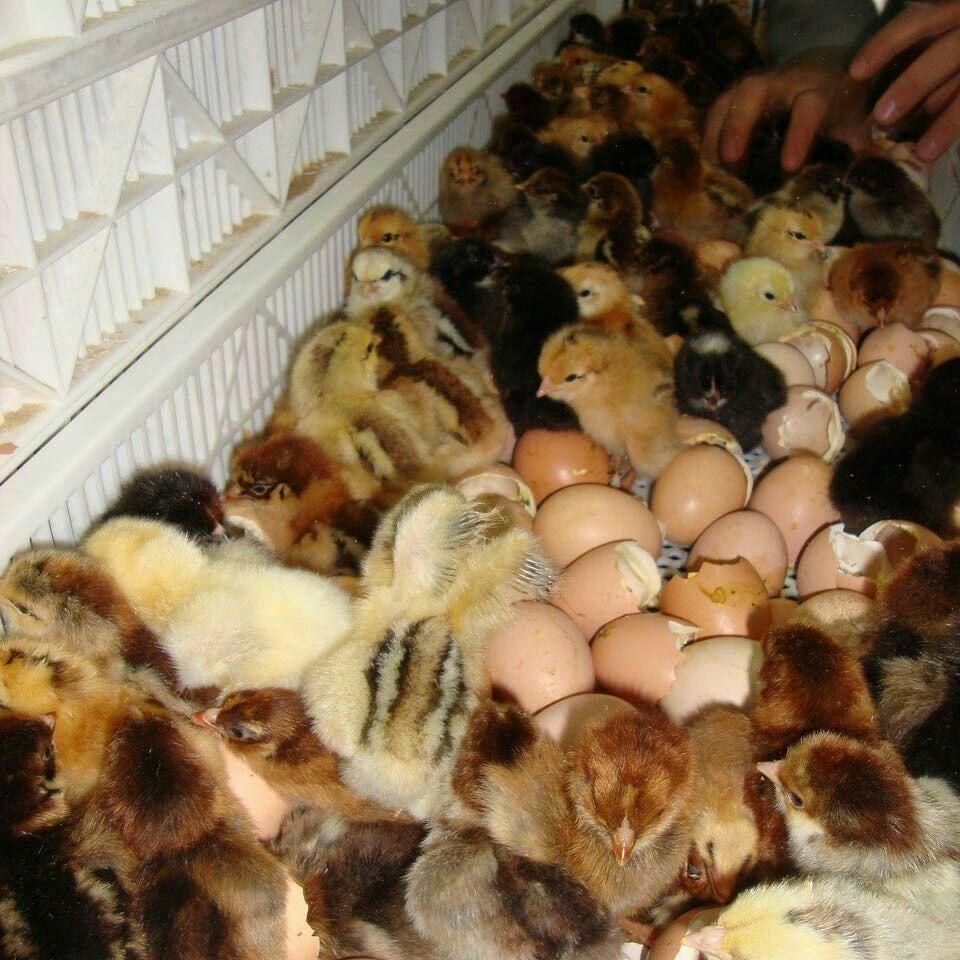 فروش انواع جوجه گوشتی و دورگه و...|حیوانات مزرعه|قائم‌شهر, |دیوار