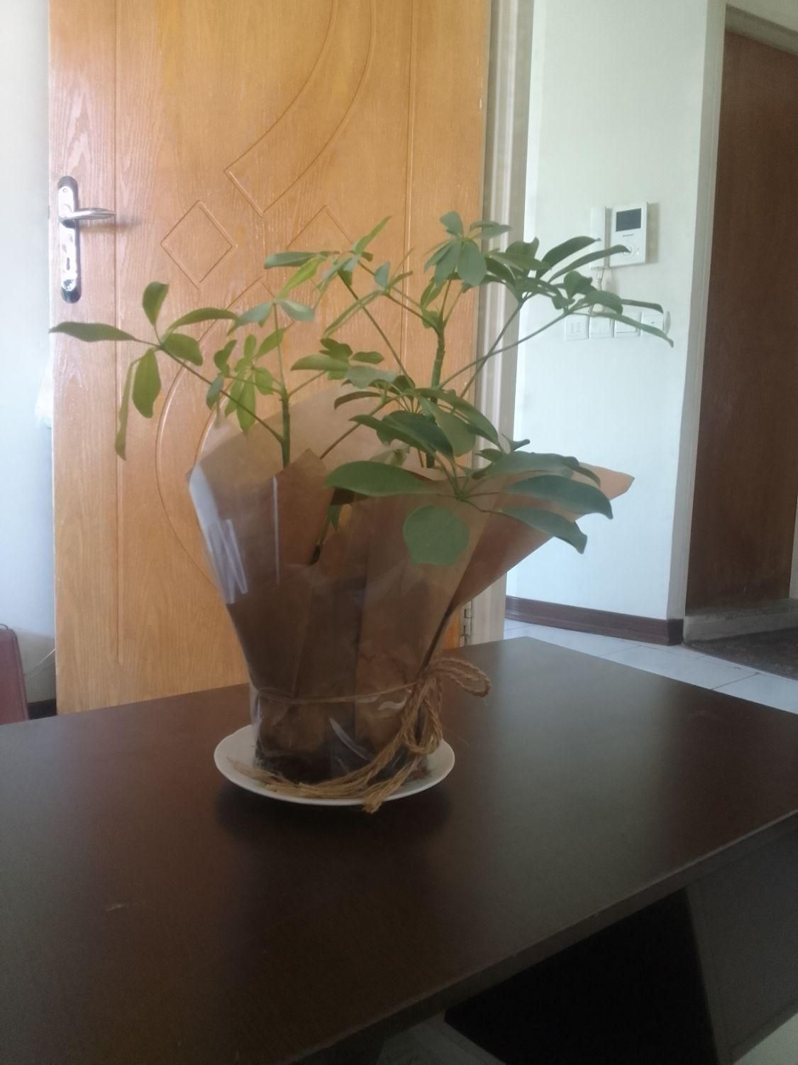 استخدام کارگر روزمزدی در شرکت خدماتی|استخدام سرایداری و نظافت|تهران, سلسبیل جنوبی|دیوار