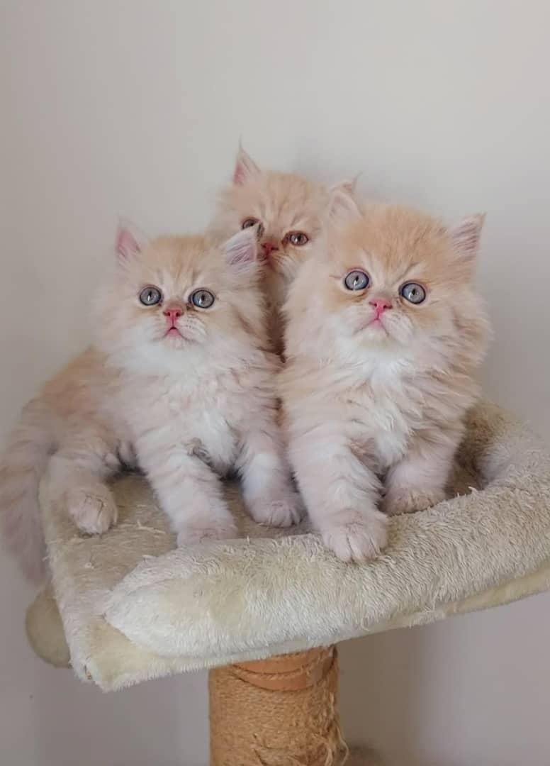 گربه های اصیل خونگی تو از ما بگیر ( irancats)|گربه|شیراز, کوی طلاب|دیوار