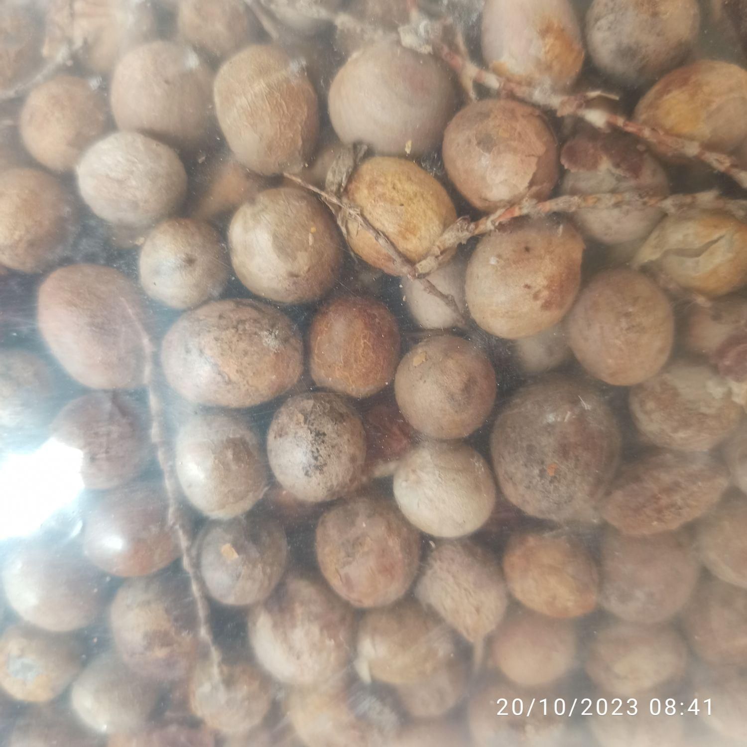 جهت ساختن مهره هسته خرما|بدلیجات|گرگان, |دیوار
