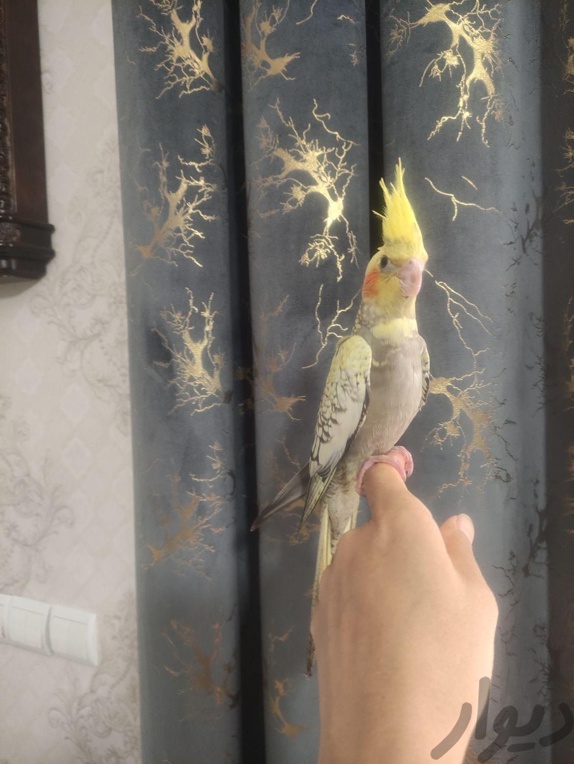 عروس هلندی|پرنده|تهران, یافت‌آباد|دیوار