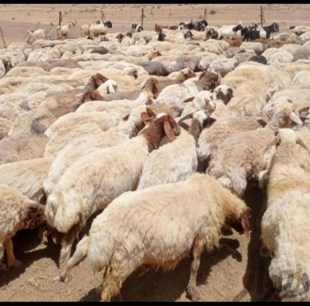 گوسفند زنده|حیوانات مزرعه|مشهد, کشاورز|دیوار