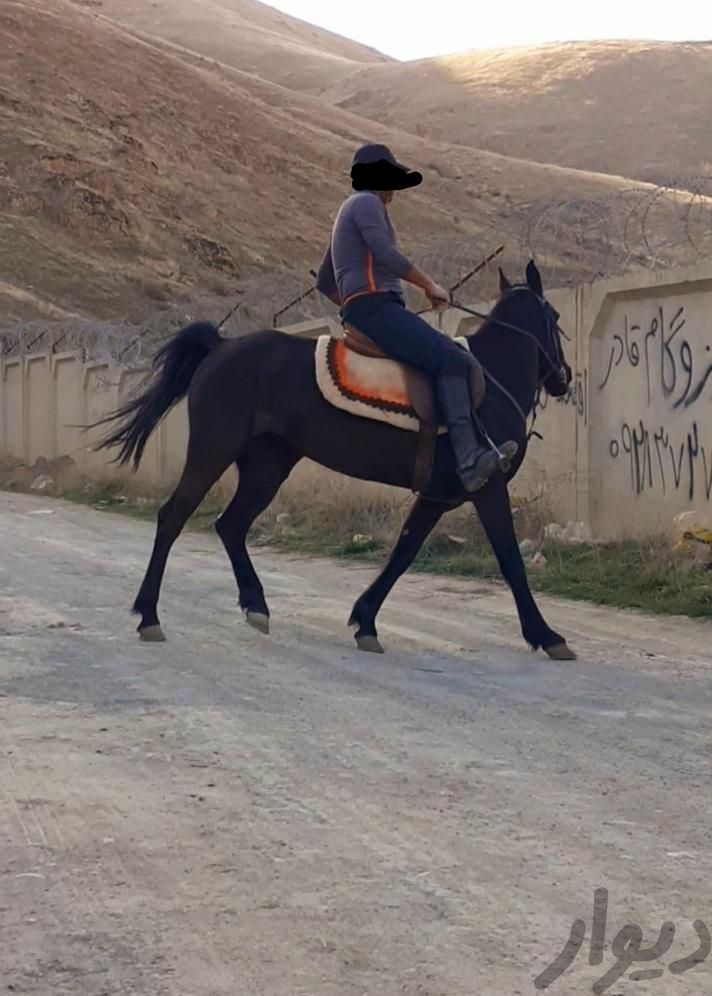 مادیان|اسب و تجهیزات اسب سواری|سنندج, |دیوار