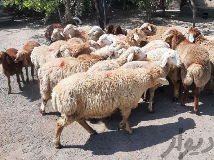 گوسفند زنده باباسکول وقصاب اعزام به محل شکم خالی|حیوانات مزرعه|کرج, شهرک آسمان|دیوار