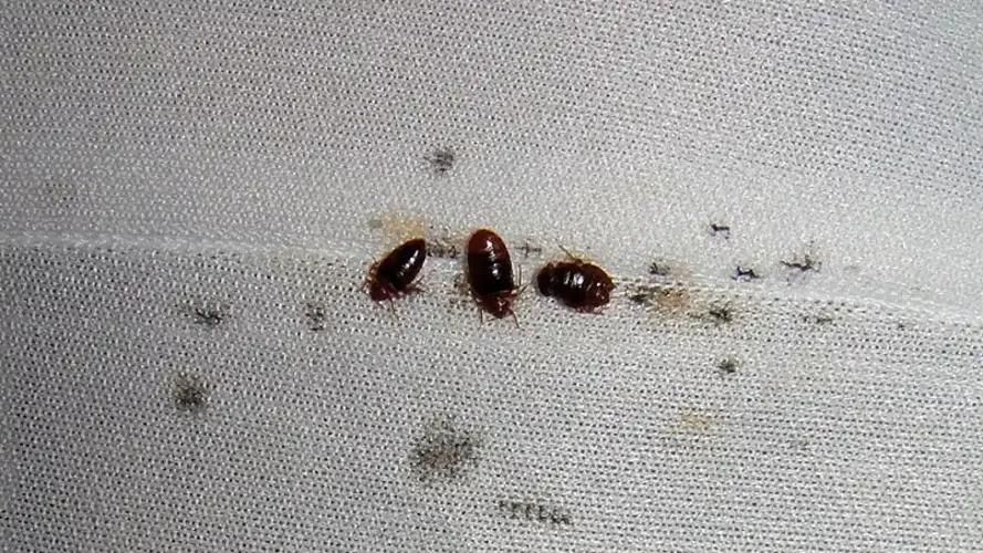 سمپاشی تهران و حومه سم پاشی ساس سوسک موش|خدمات نظافت|تهران, تهرانپارس شرقی|دیوار