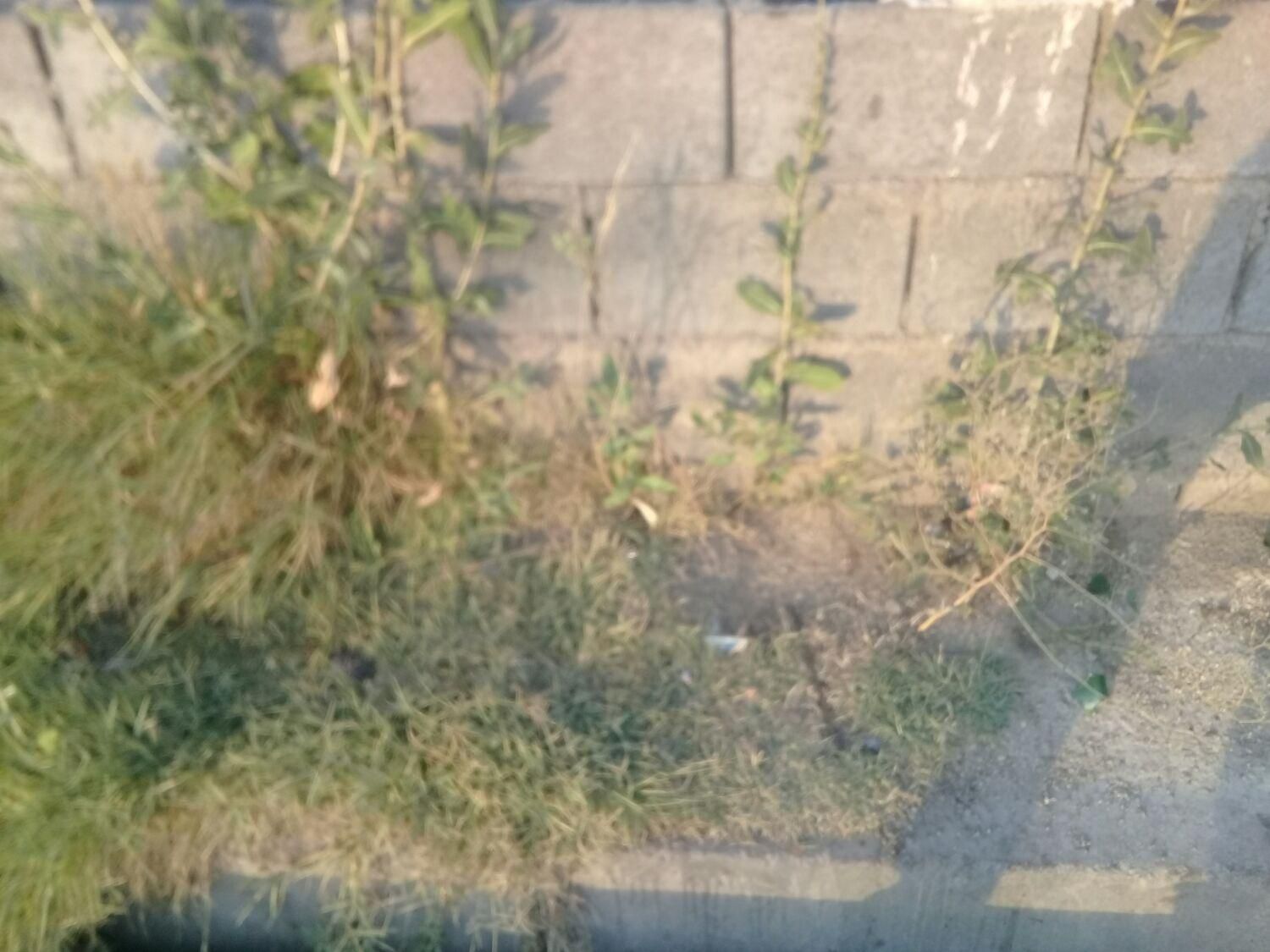 شیرازروستای الیاس آبادخان زنیان.|فروش زمین و ملک کلنگی|بندر گناوه, |دیوار