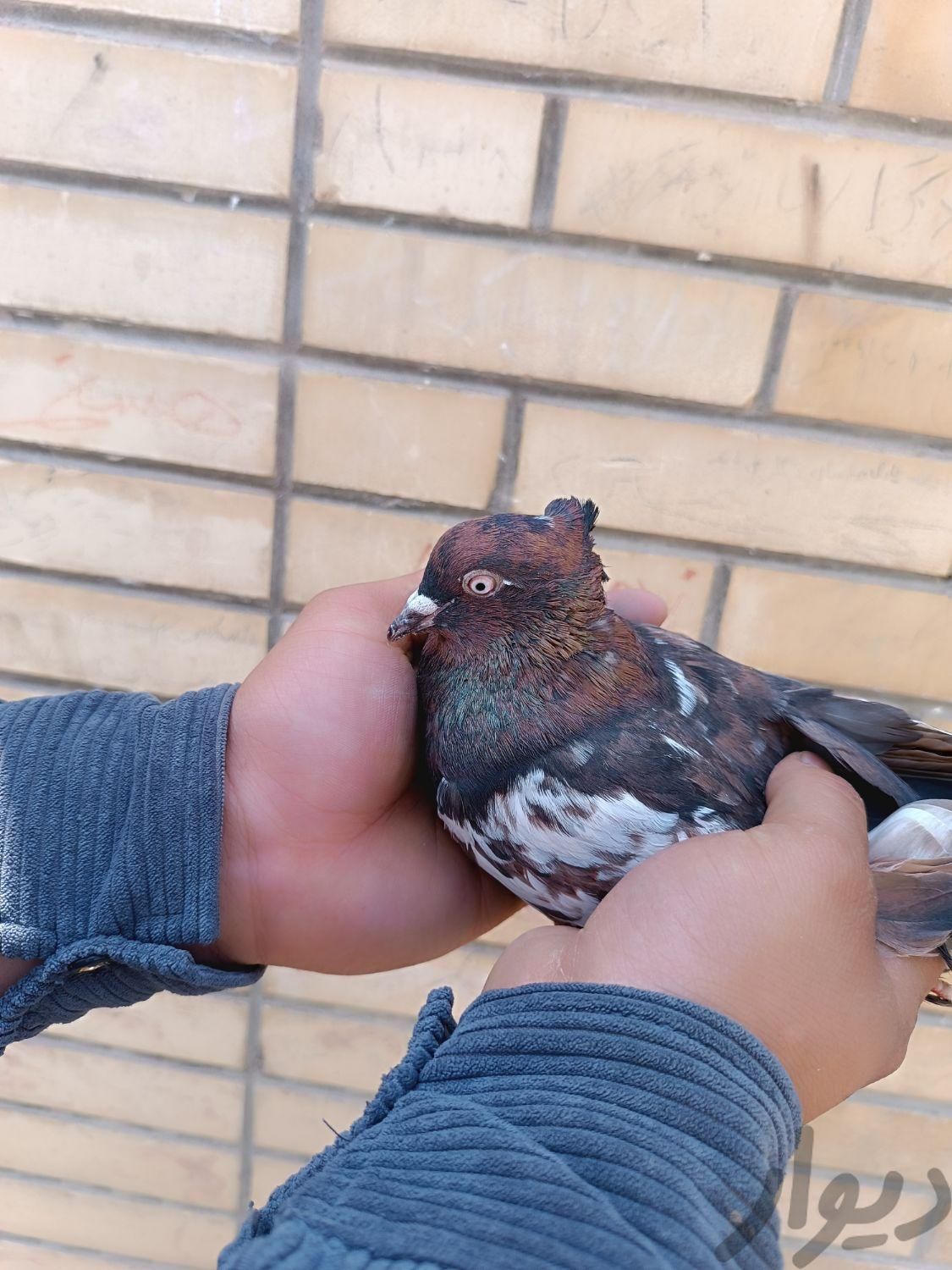 کفتر کبوتر|پرنده|اصفهان, زینبیه|دیوار