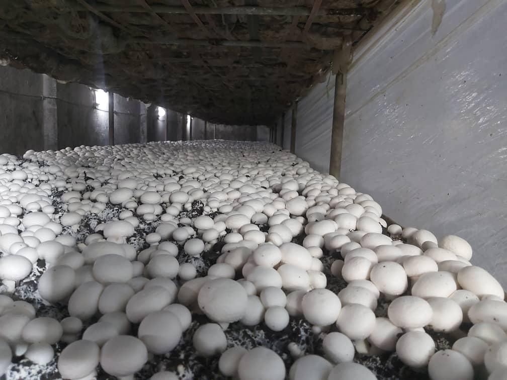 ضایعات کمپوست قارچ(کود عالی برای درختان و گیاهان)|خدمات باغبانی و درختکاری|تبریز, |دیوار