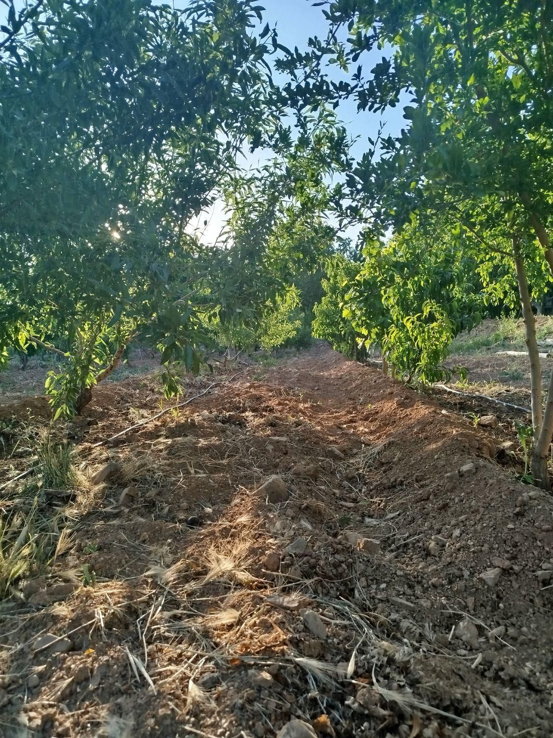 فروش زمین ۵۱۰ متری محدود پل زمانخان|فروش زمین و ملک کلنگی|خمینیشهر, |دیوار