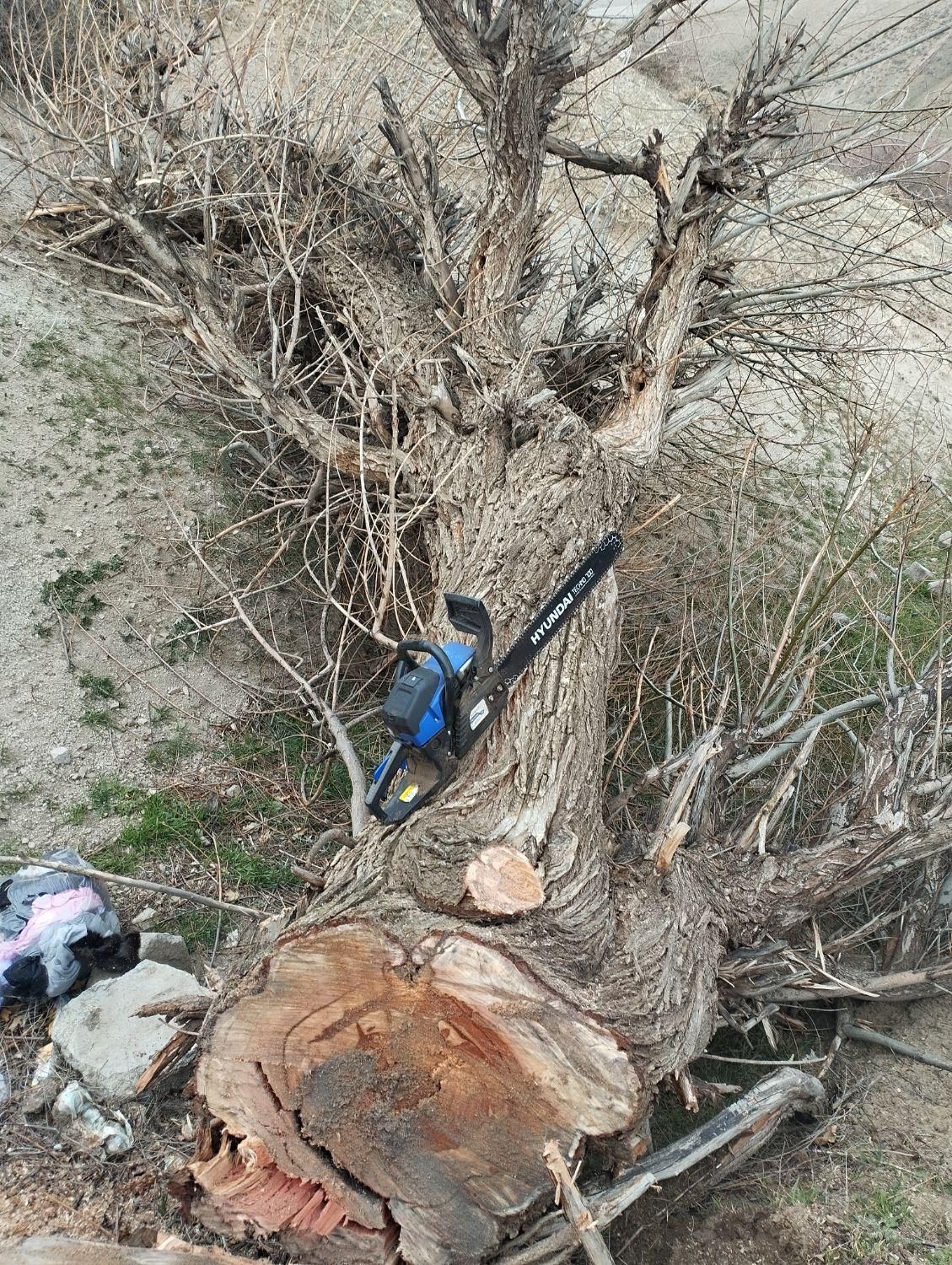 خرید .قطع وبرش انواع درخت وچوب سقفی در محل|خدمات باغبانی و درختکاری|اهر, |دیوار