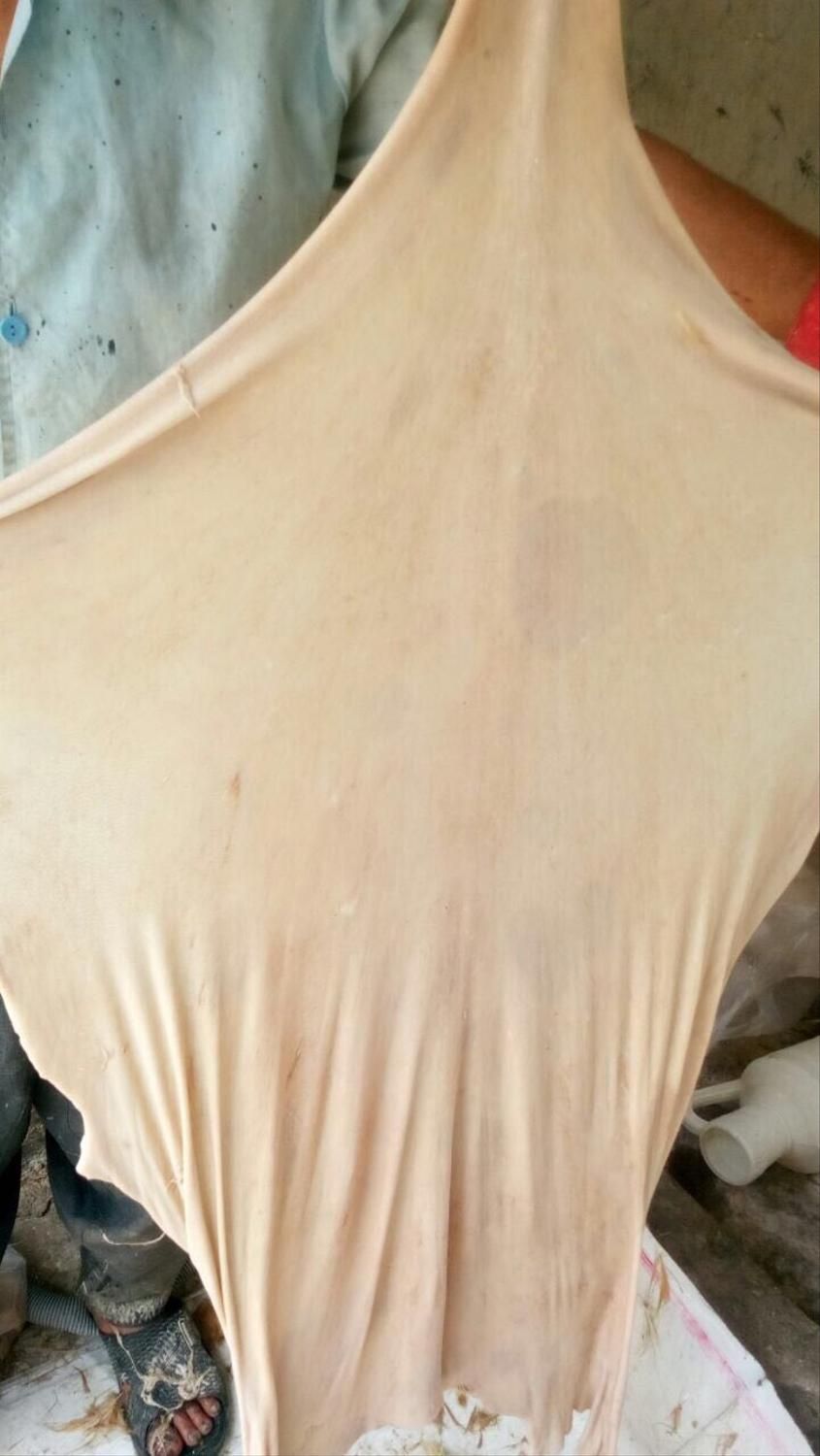 پوست دمام  دباغی|سازهای سنتی|برازجان, |دیوار