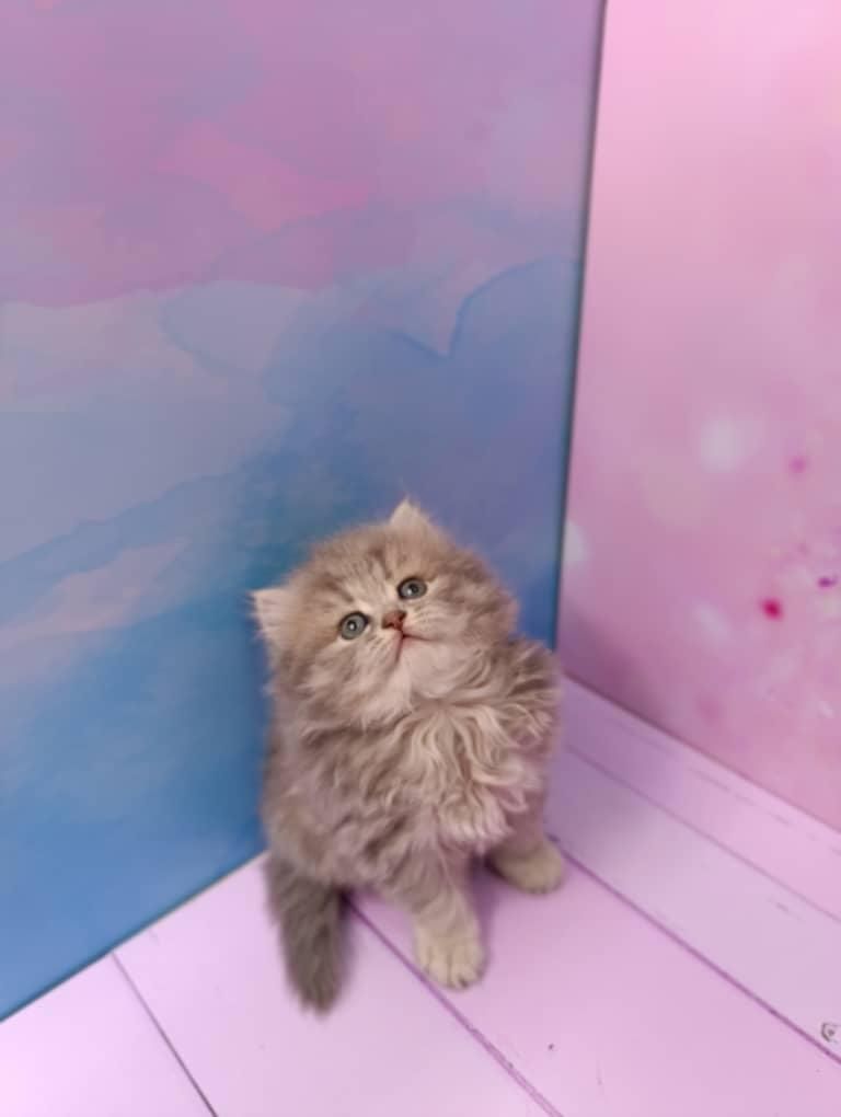 بچه گربه های خوجل موجل|گربه|کرج, باغستان|دیوار