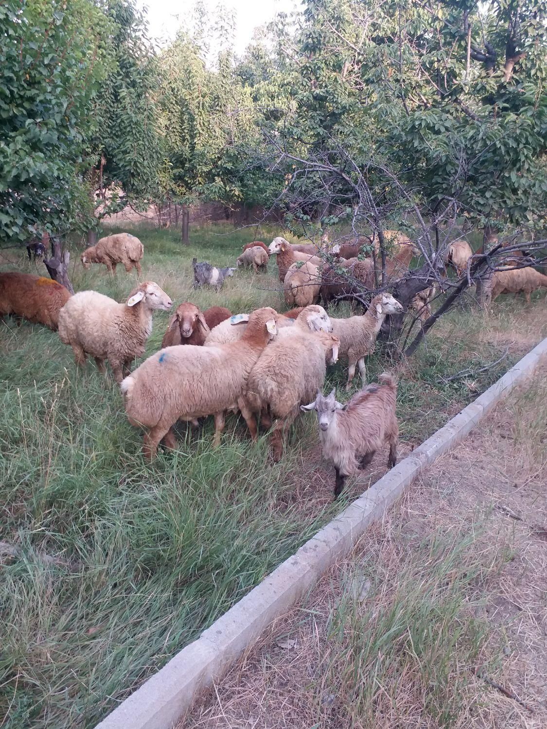 گوسفند زنده داخل باغ در سه راه عظیمیه|حیوانات مزرعه|کرج, عظیمیه|دیوار