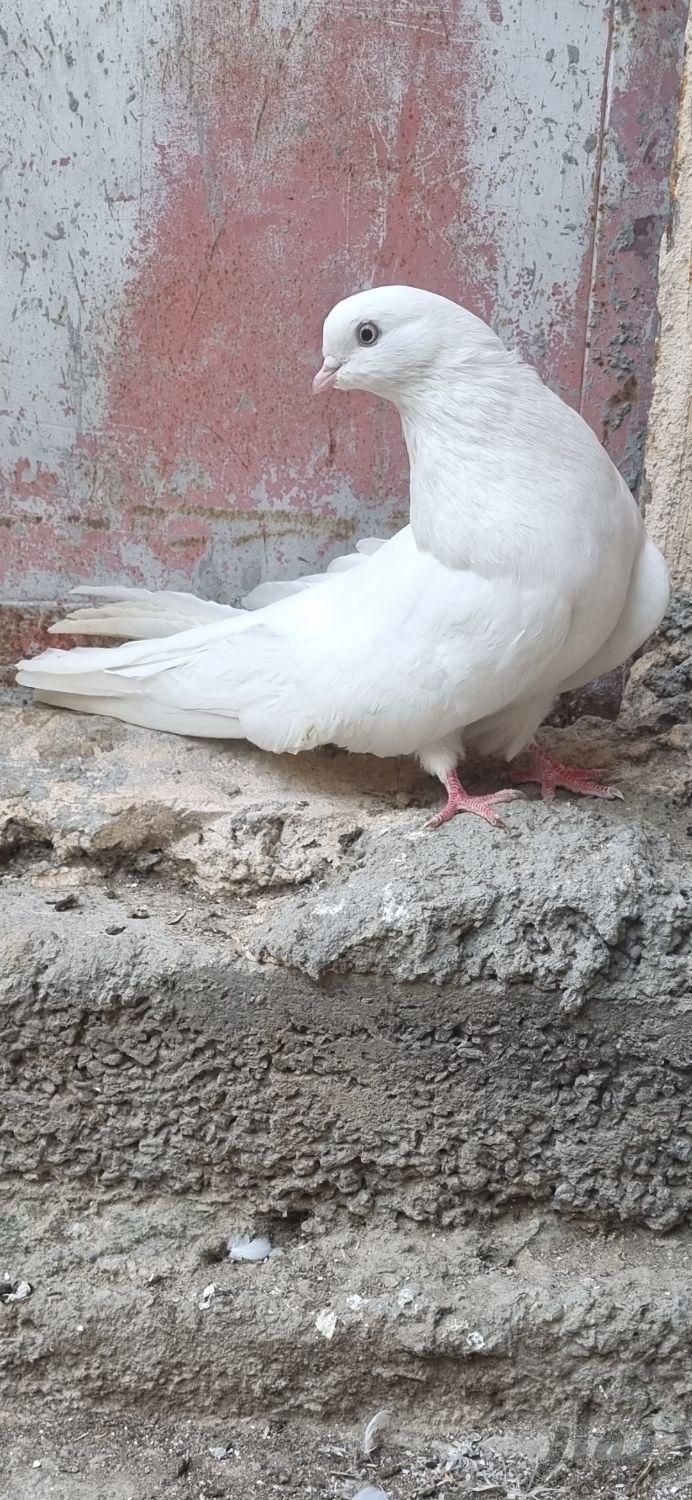 کبوتر سفید|پرنده|ارومیه, |دیوار