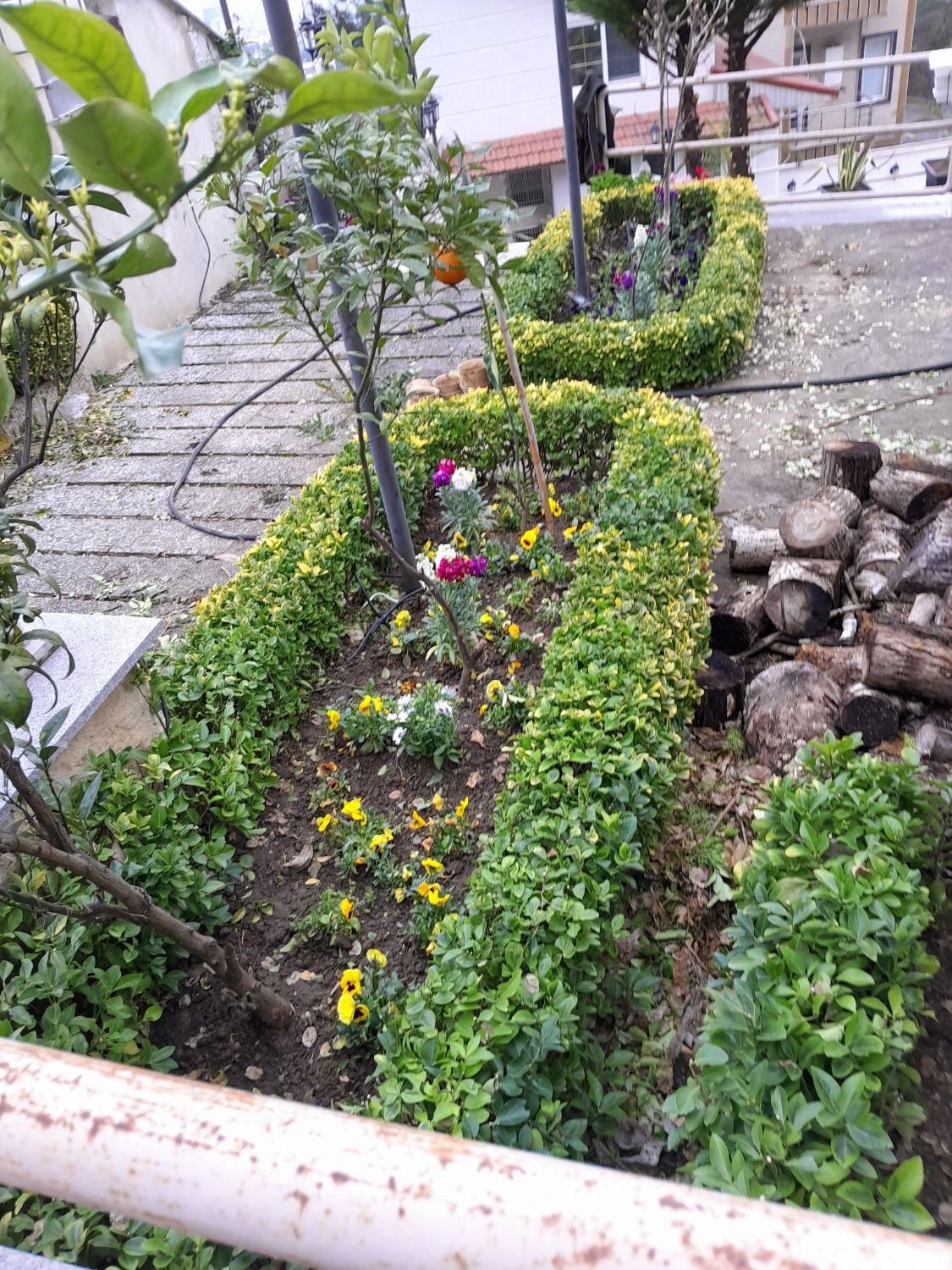 خدمات باغبانی وباغداری،گلکاری، تراش،سمپاشی|خدمات باغبانی و درختکاری|رامسر, |دیوار