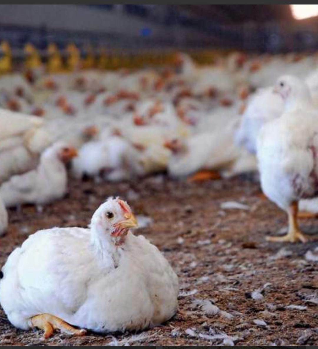 شرکت جوجه گوشتی|حیوانات مزرعه|رفسنجان, |دیوار