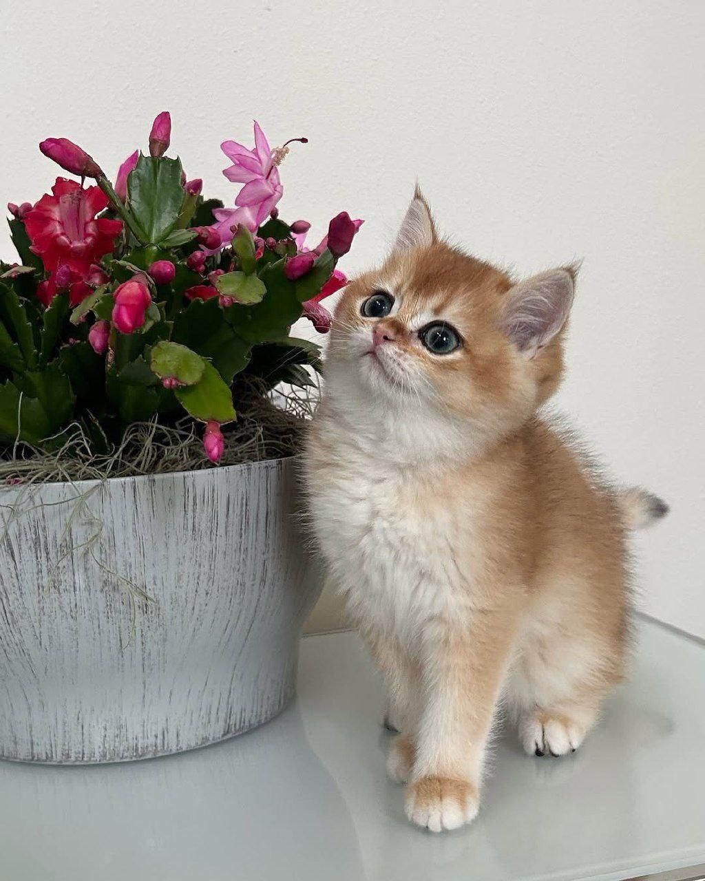 گربه های گوگولی اصیل ( اسکاتیش پرشین بریتیش )|گربه|مشهد, سجاد شهر|دیوار