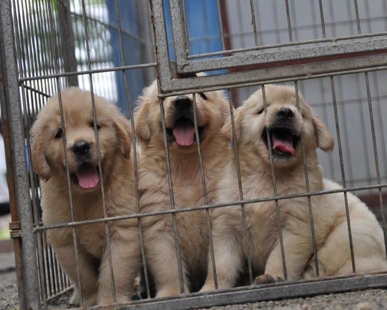 نسل از مولدین وارداتی،سگ golden retreiver|سگ|تهران, شهران جنوبی|دیوار