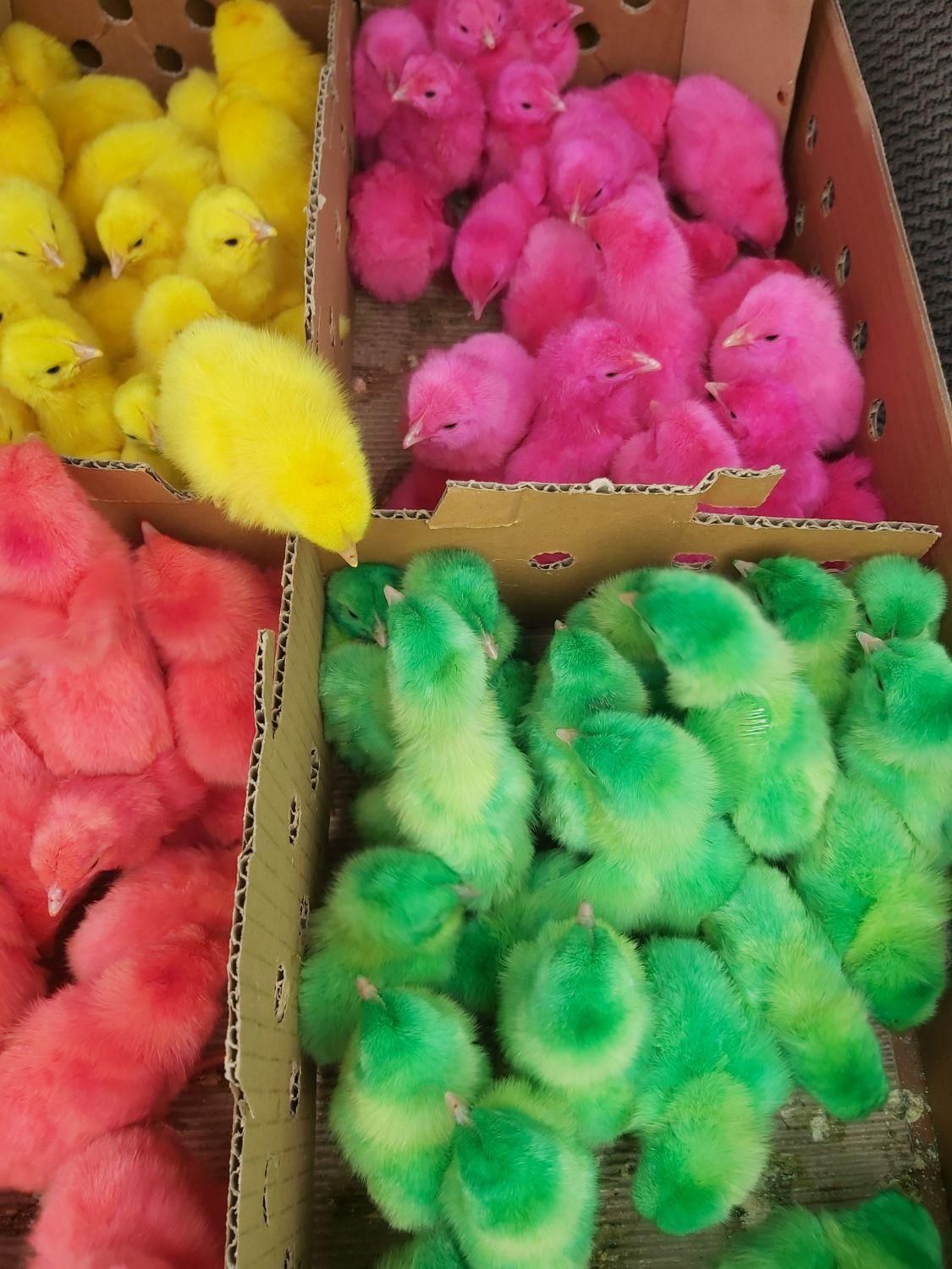 ++جوجه رنگی جوجه محلی کاکلی|حیوانات مزرعه|میانه, |دیوار