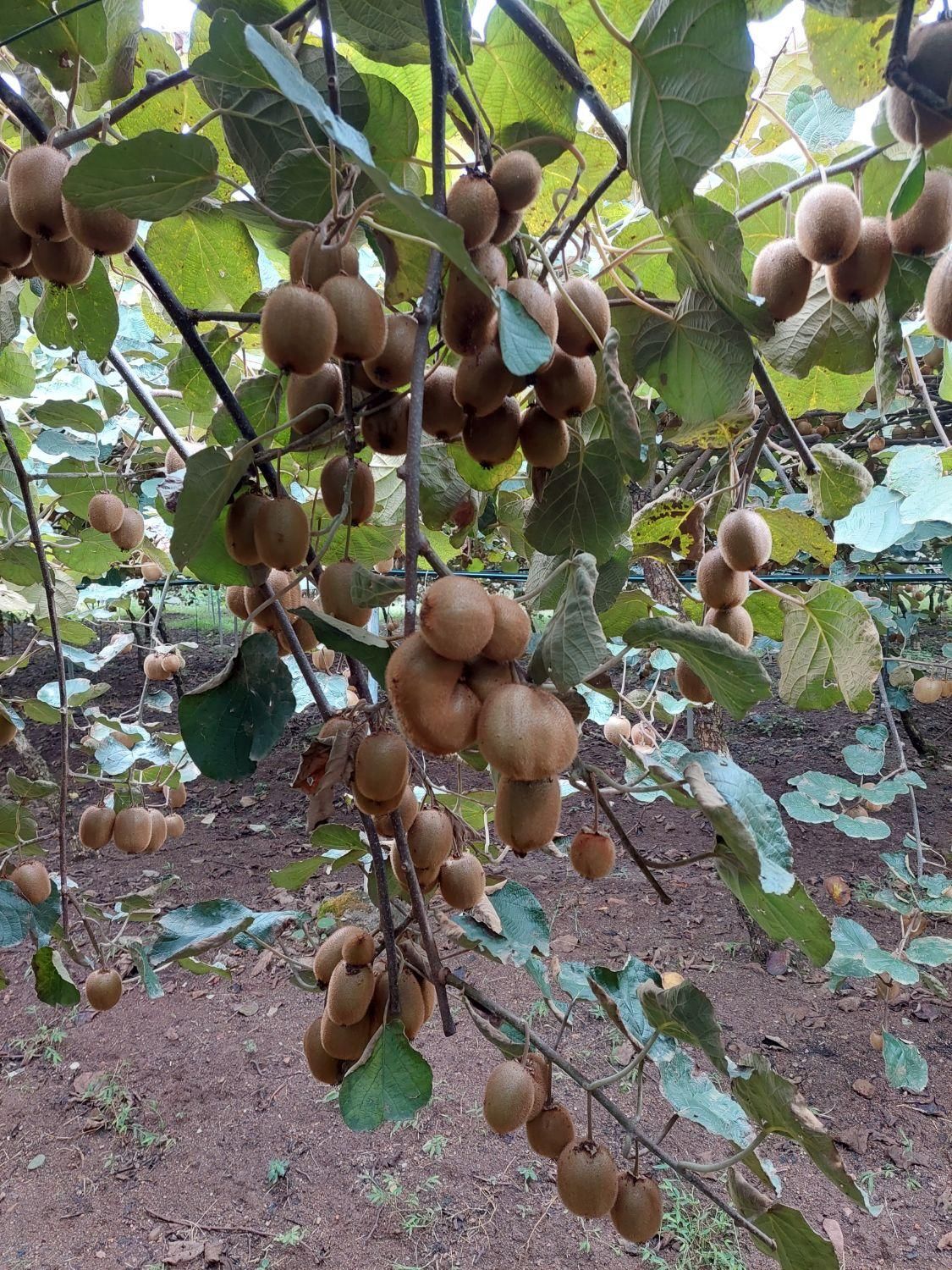 باغ کیوی فروشی لیسار|فروش زمین و ملک کلنگی|تالش, تالش|دیوار