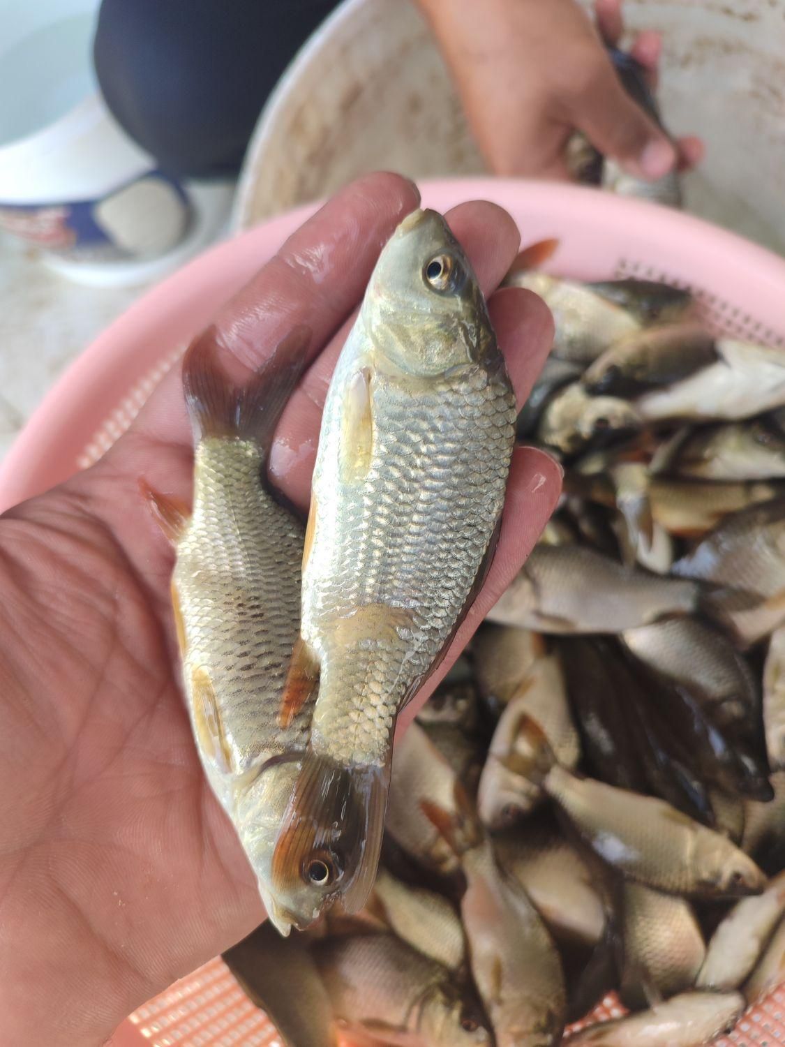 ماهی کپور مجار فیتوفاگ آمور|ماهی|صفادشت, |دیوار