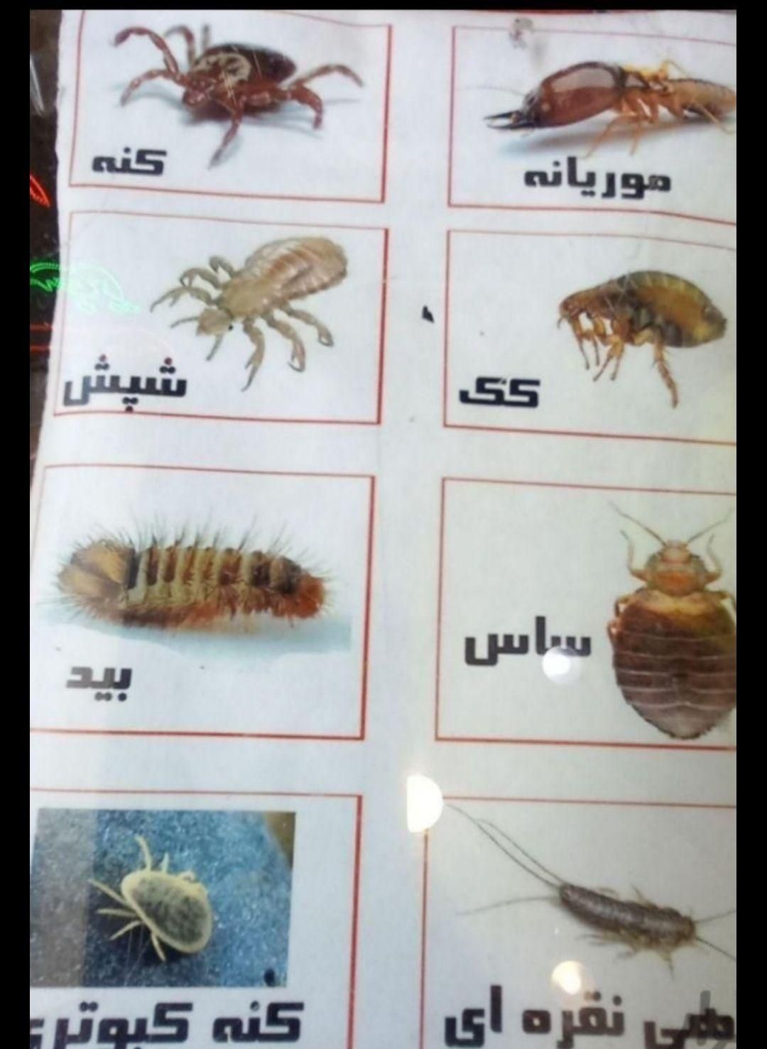 سمپاشی ساس سوسک  تمام حشرات100درصدتضمینی تمام نقاط|خدمات نظافت|مشهد, پورسینا|دیوار