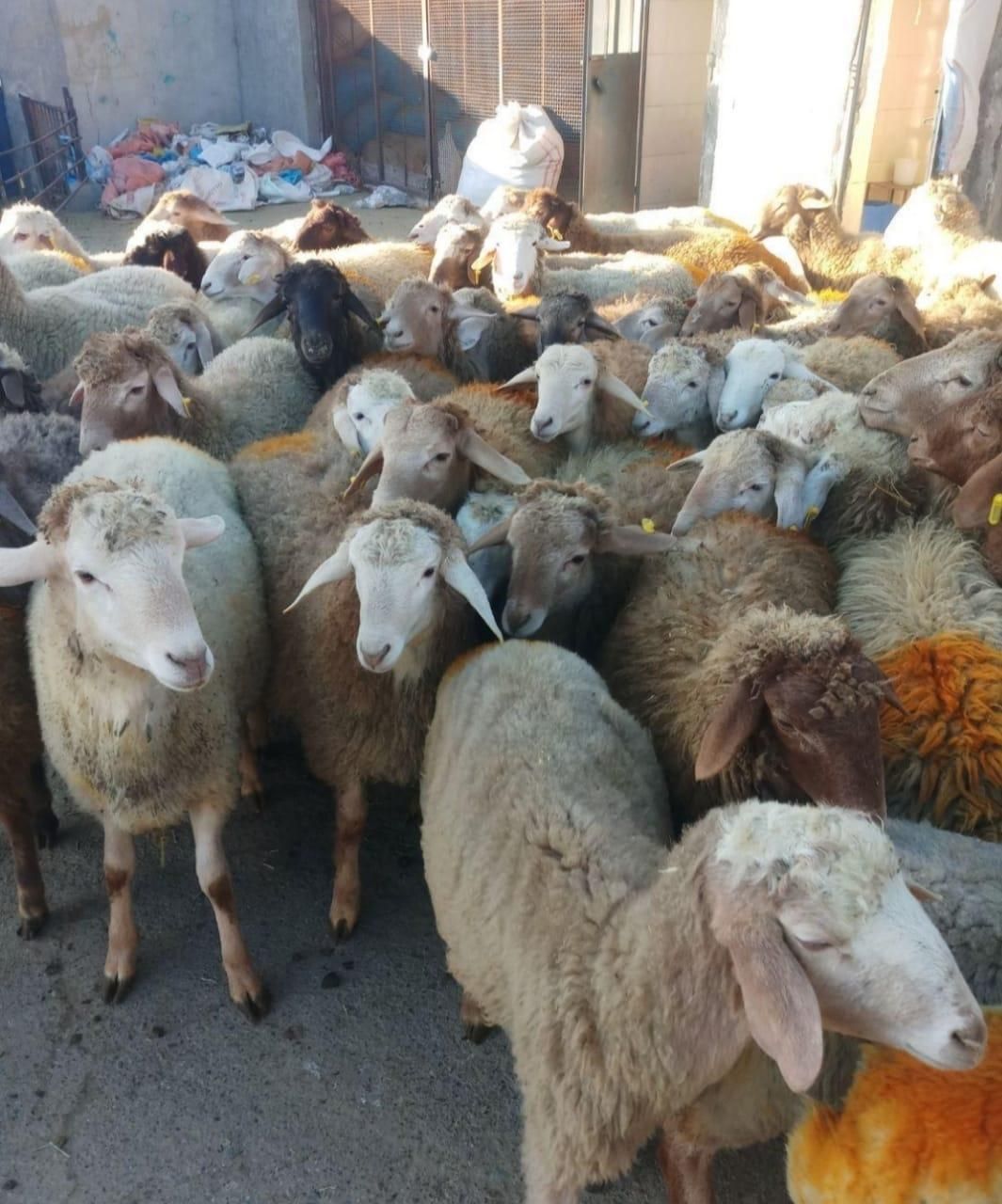 گوسفند زنده گوشتی جهت قربانی به نقاط پرند باسلاخ|حیوانات مزرعه|پرند, |دیوار