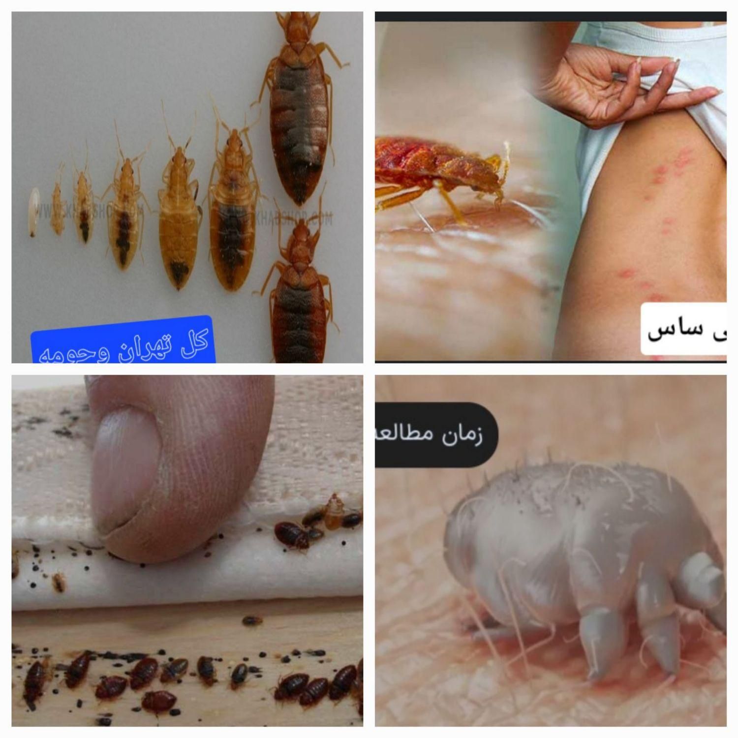 سمپاشی سوسک وساس و.. سم پاشی ضد عفونی ساختمان|خدمات نظافت|تهران, تهرانپارس غربی|دیوار