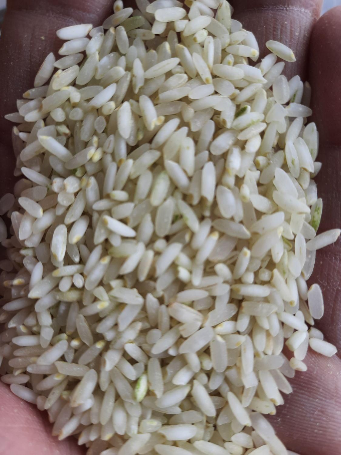 فروش عمده برنج کامفیروز|خوردنی و آشامیدنی|اصفهان, پزوه|دیوار