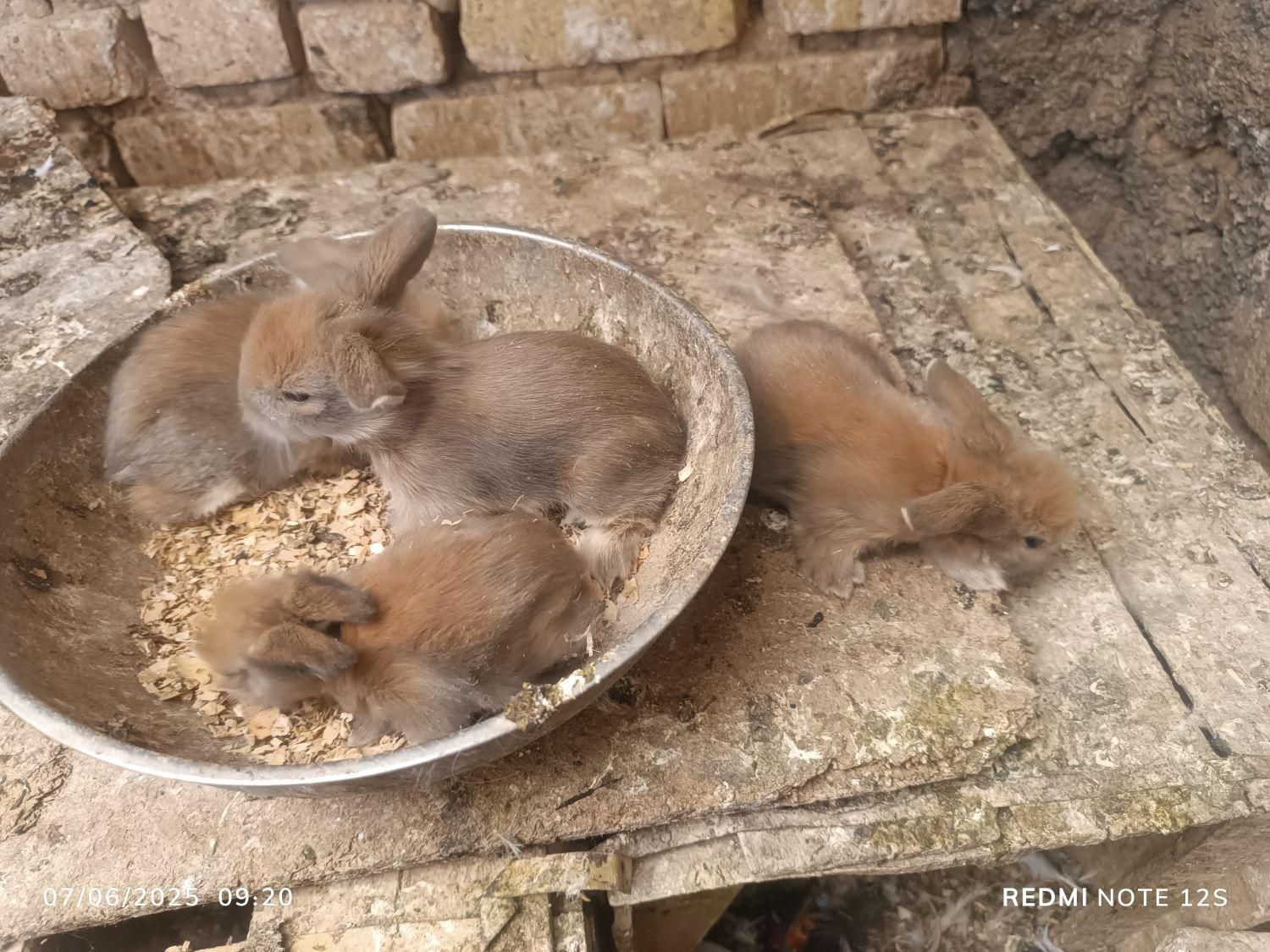 بچه خرگوش لپ|موش و خرگوش|نجف‌آباد, جعفرآباد|دیوار
