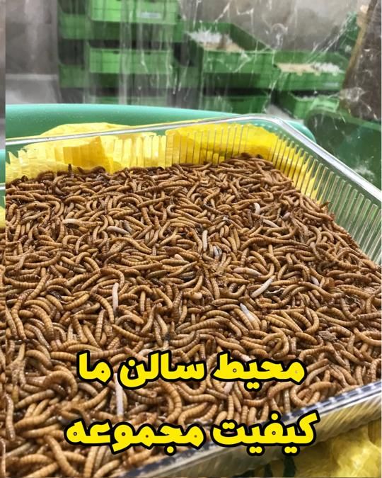 میلورم زنده و خشک/عمده/جزئی/سوپرورم/سبد و کود|خزنده|قم, باسکول|دیوار