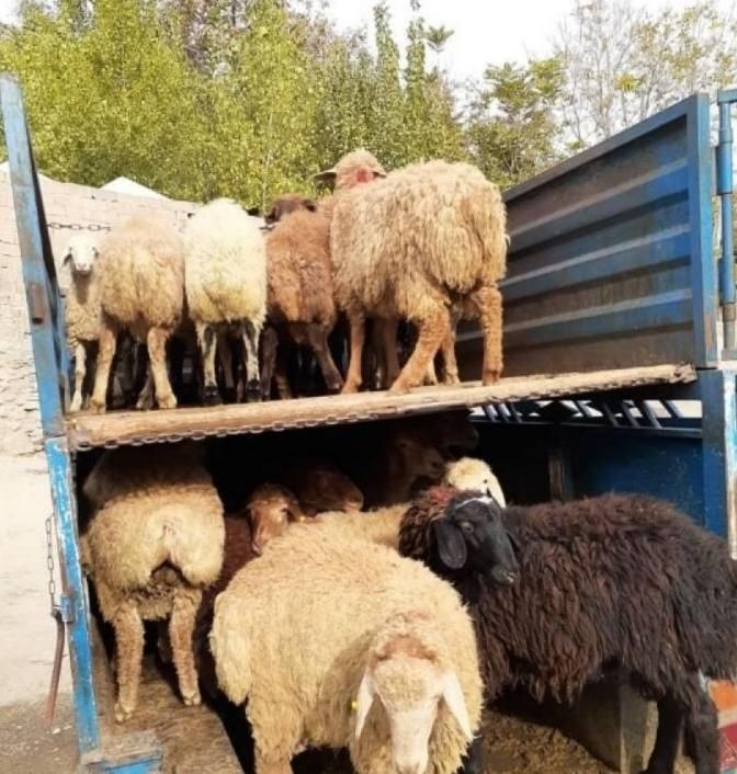 گوسفند و دام زنده بهداشتی در محل شما با ارسال..|حیوانات مزرعه|کرج, بنیاد|دیوار