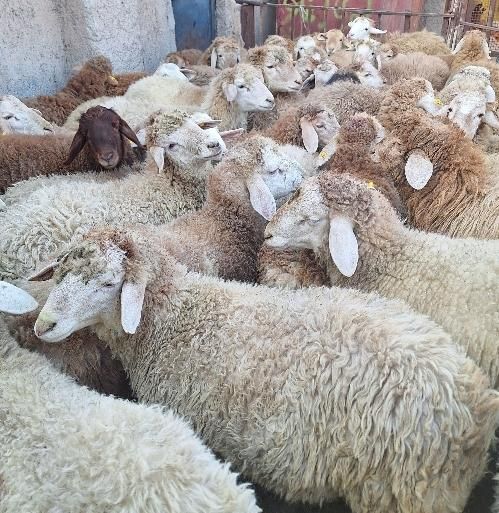 گوسفند افشاری و بره مغانی   زنده با قصاب|حیوانات مزرعه|ملارد, |دیوار