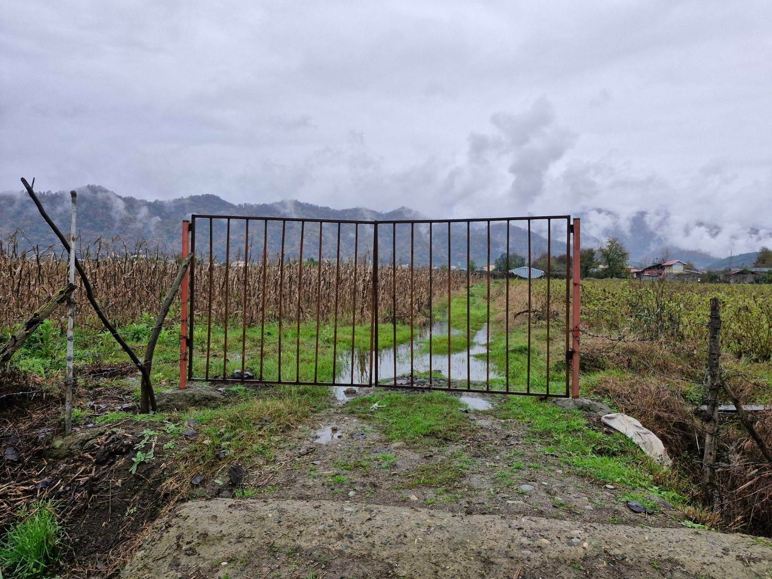 زمین۸۰۰۰متر مناسب برای کاشت کیوی تالش چلونصر|فروش زمین و ملک کلنگی|تالش, هشتپر|دیوار