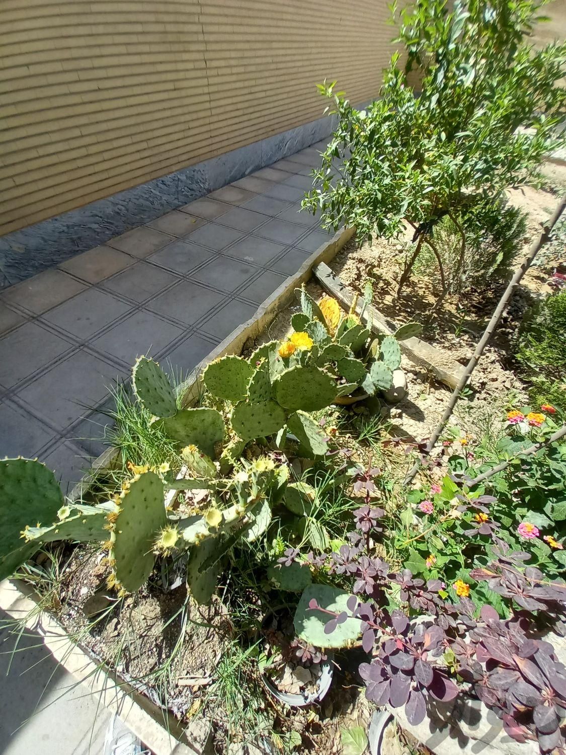 گل کاکتوس سر حال|گل و گیاه طبیعی|کرج, شهرک وحدت|دیوار