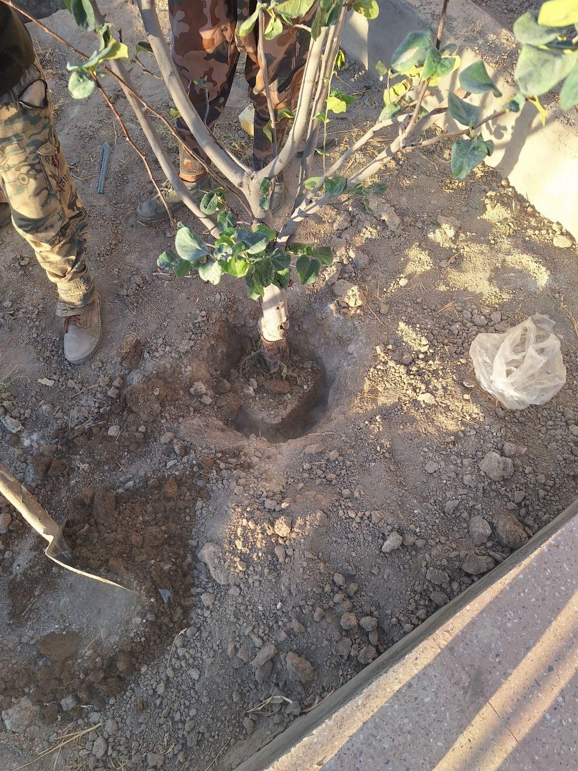 درخت و نهال تنه دار قوی نما دار|خدمات باغبانی و درختکاری|فلاورجان, |دیوار