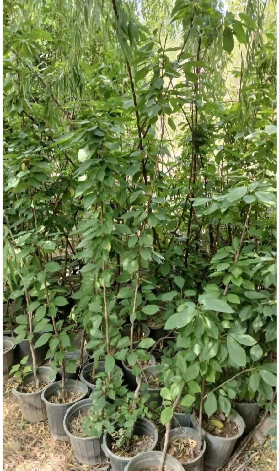 فروش مستقیم از نهالستان نهال شناسنامه‌دار و بامجوز|خدمات باغبانی و درختکاری|شهریار, |دیوار