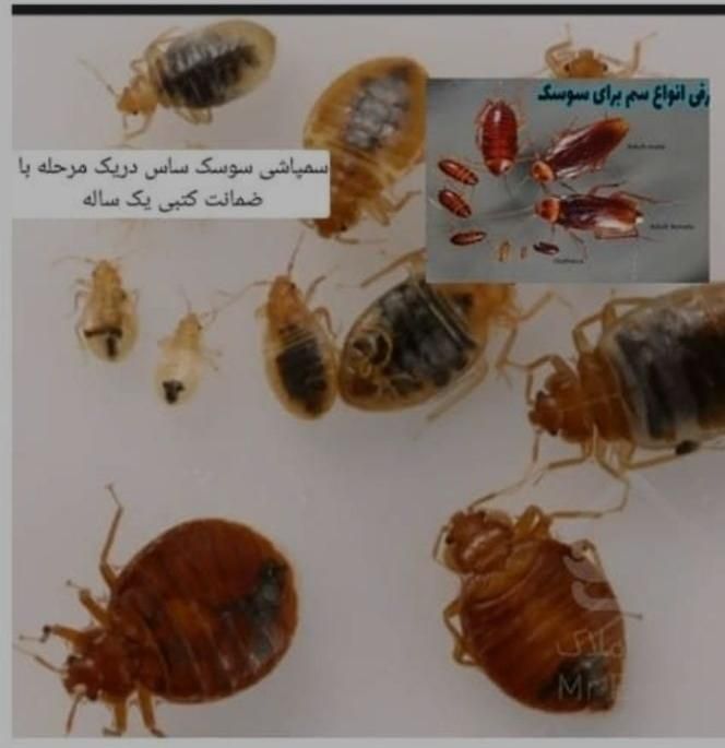 سمپاشی+موریانه زدای+کل آبادان+ساس سوسک موش+سم پاشی|خدمات نظافت|آبادان, |دیوار