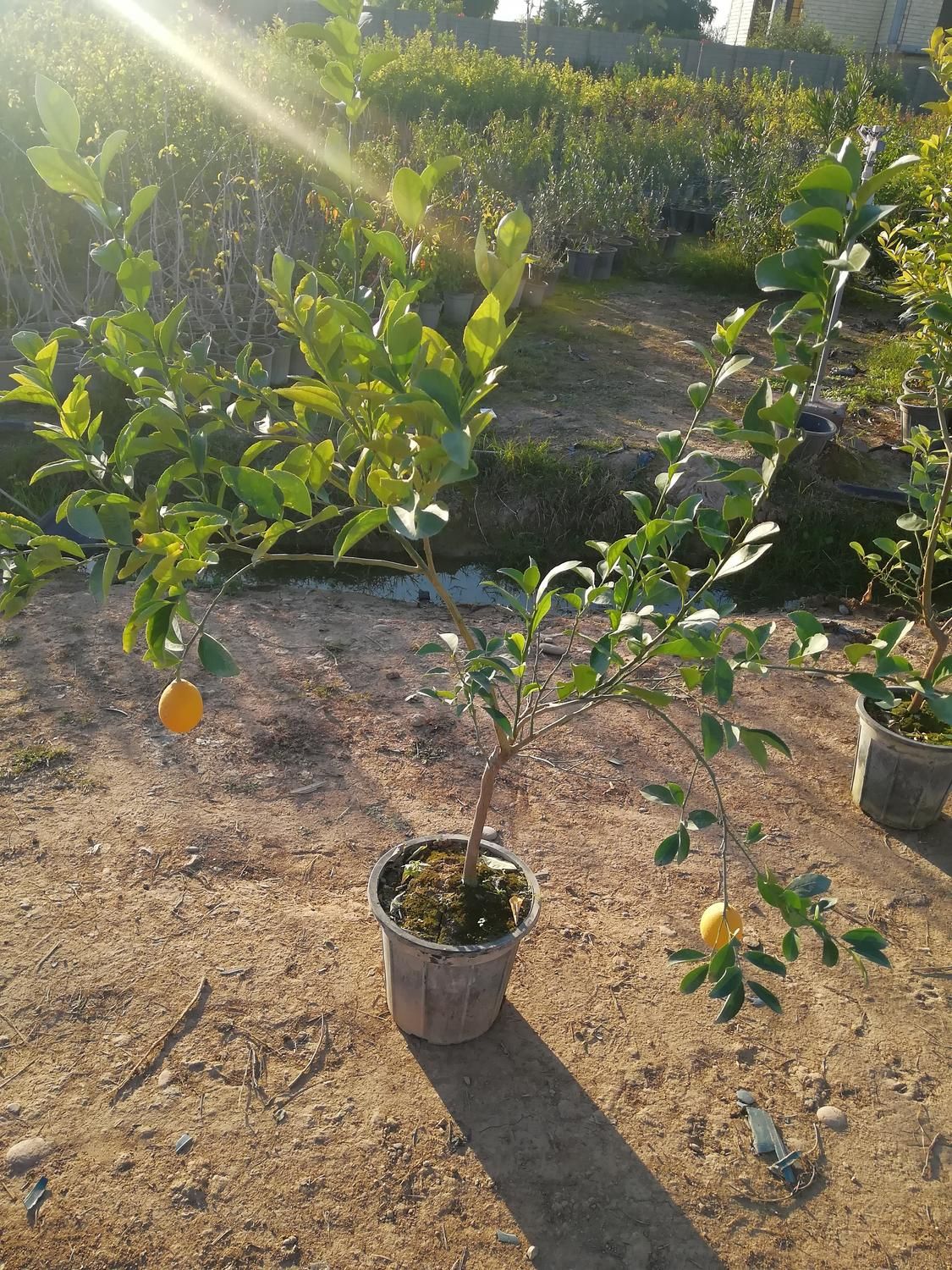 انواع نهال گرمسیری  مثمر و غیر مثمر|خدمات باغبانی و درختکاری|دزفول, |دیوار