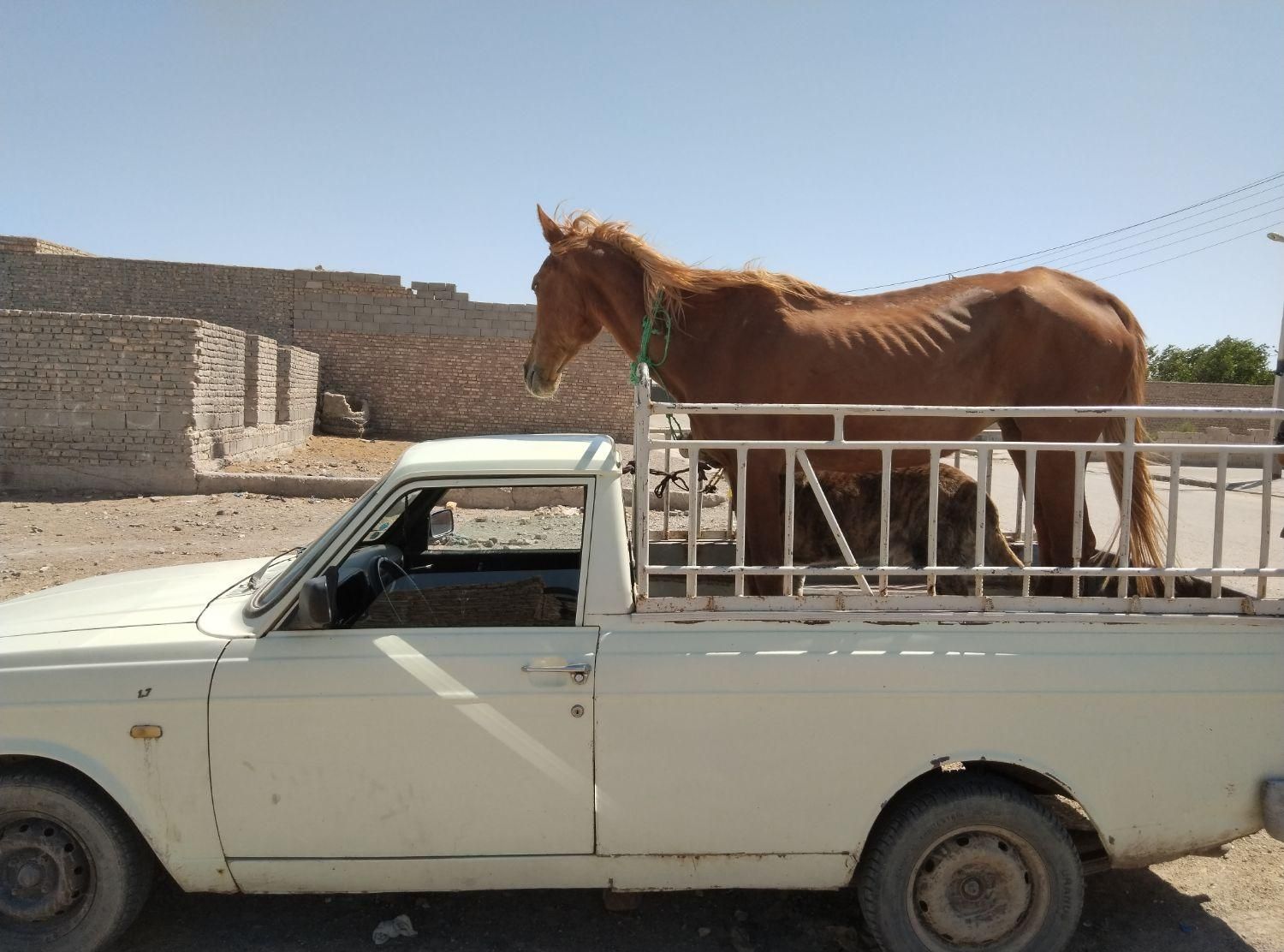 وانت بار پیکان بار|خدمات حمل و نقل|زابل, |دیوار