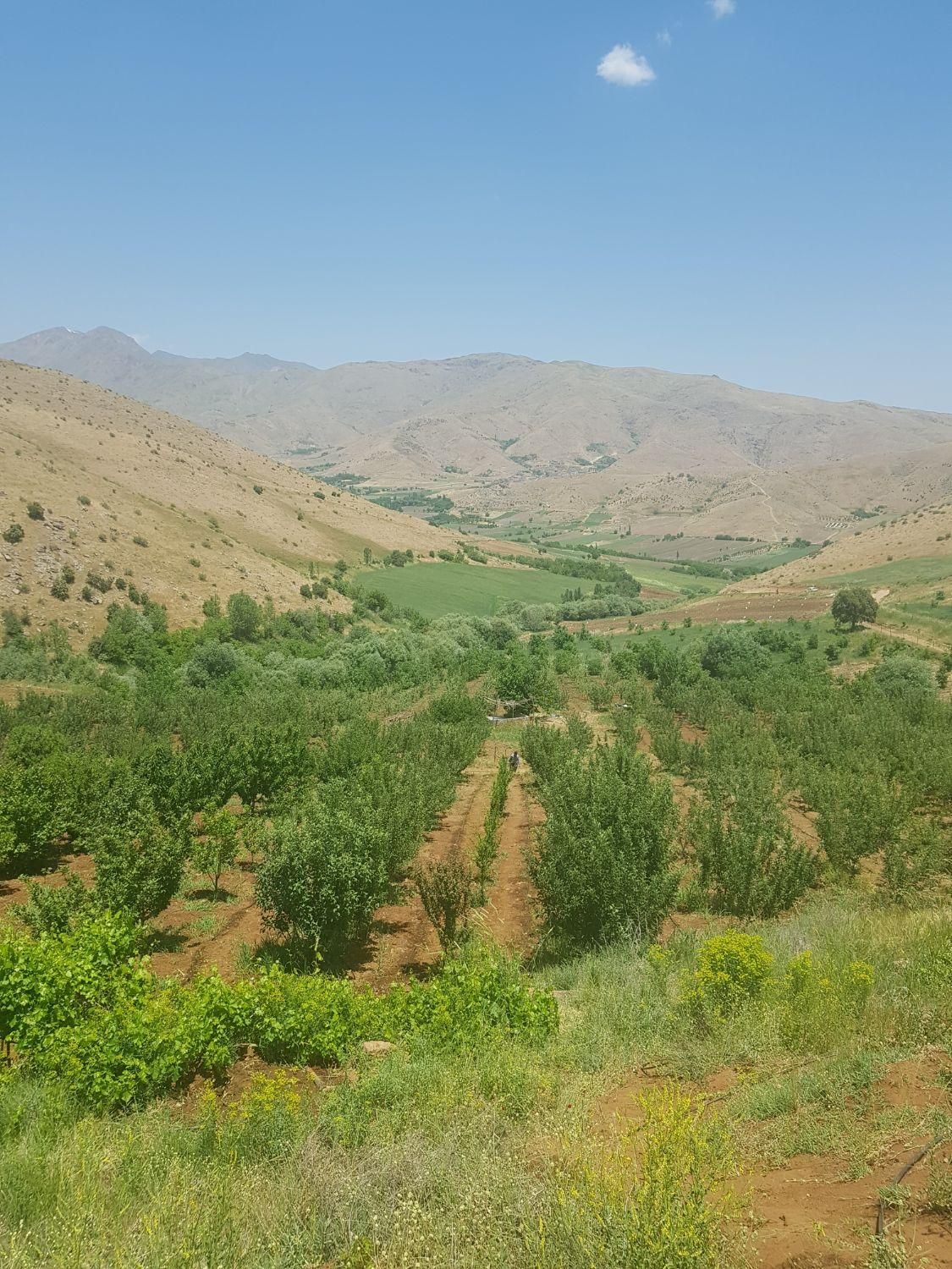 باغ مثمر وزمین کشاورزی به مساحت۴۶۰۰۰متر|فروش دفتر صنعتی، کشاورزی، تجاری|کرمانشاه, |دیوار