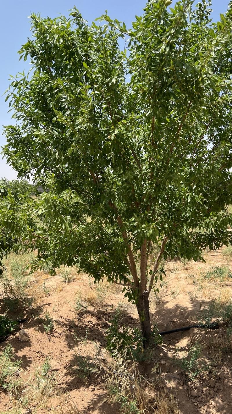 ۵۰۰متر باغ سند تک برگ بی همتا درشهر مامونیه|فروش زمین و ملک کلنگی|تهران, اکباتان|دیوار
