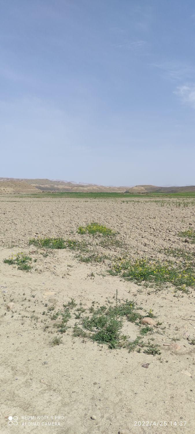 فروش  ۱۵ هکتار زمین کشاورزی شهرستان کلات|فروش زمین و ملک کلنگی|مشهد, شهرک شهید باهنر|دیوار